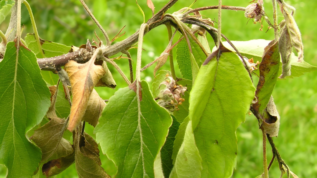 Apfelbäume mit verbesserter Feuerbrandresistenz